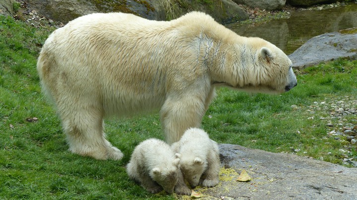 Tierpark Hellabrunn 2014