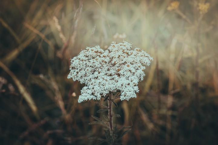 flores blancas