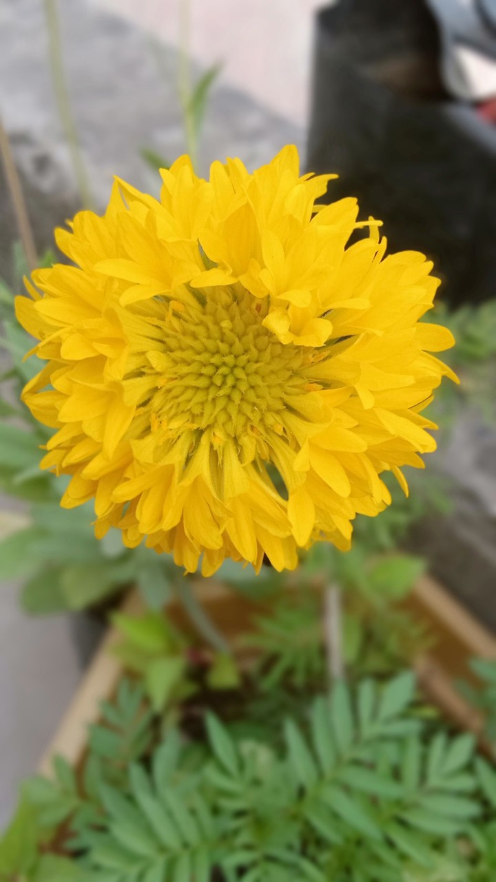 Flowers