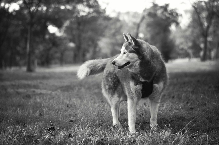 wolf