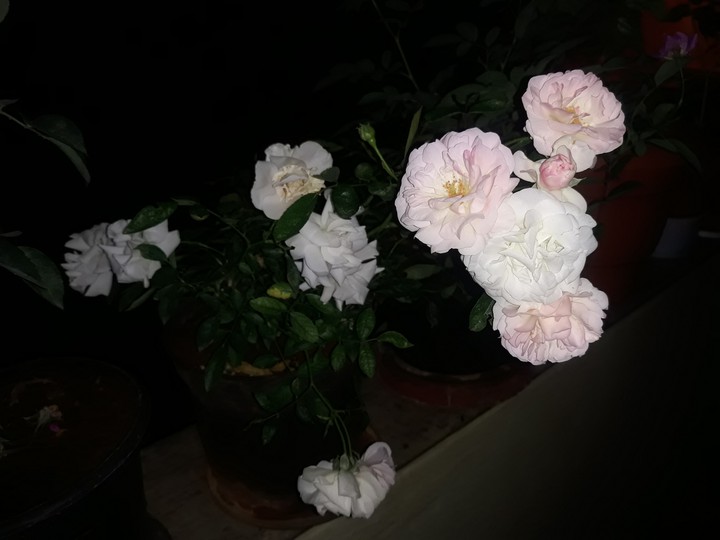 Roses