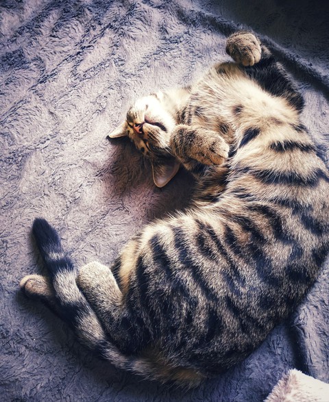 cat