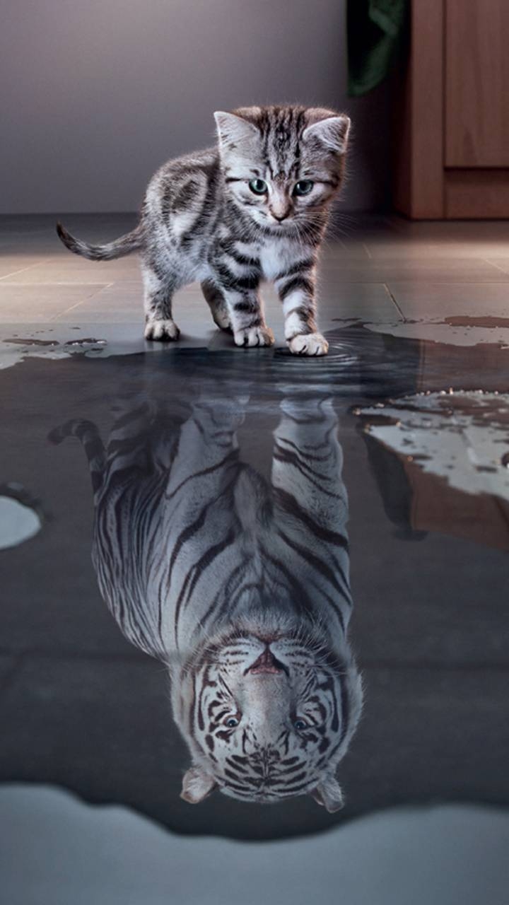 #Kitty