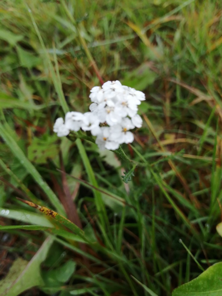 White flower