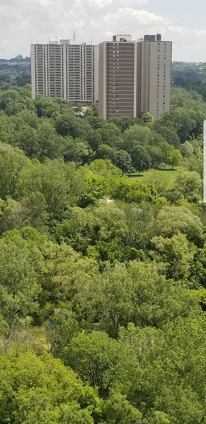 trees