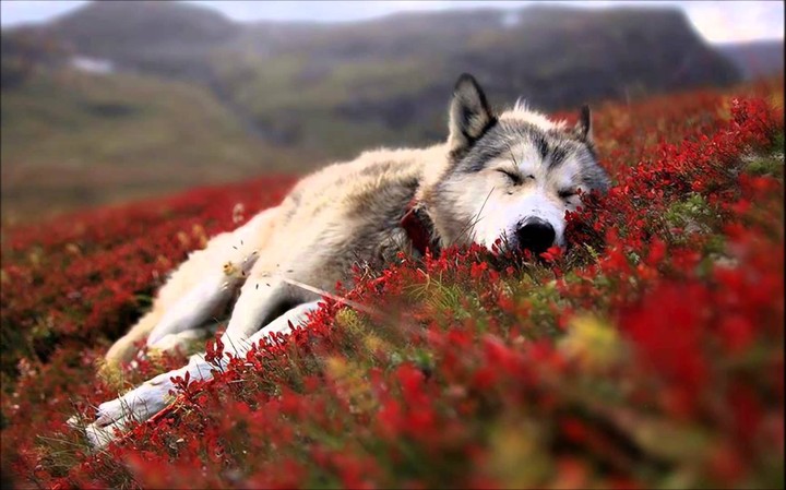WOLF KURT