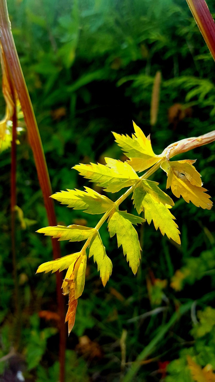 Autumn greeting