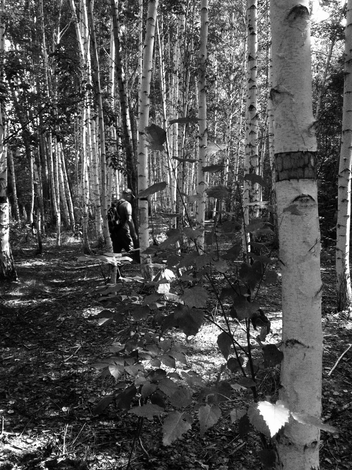 people are gathering mushrooms