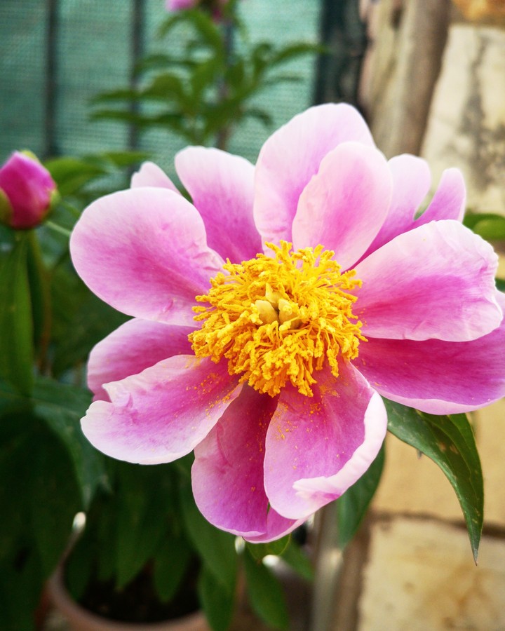 Peony