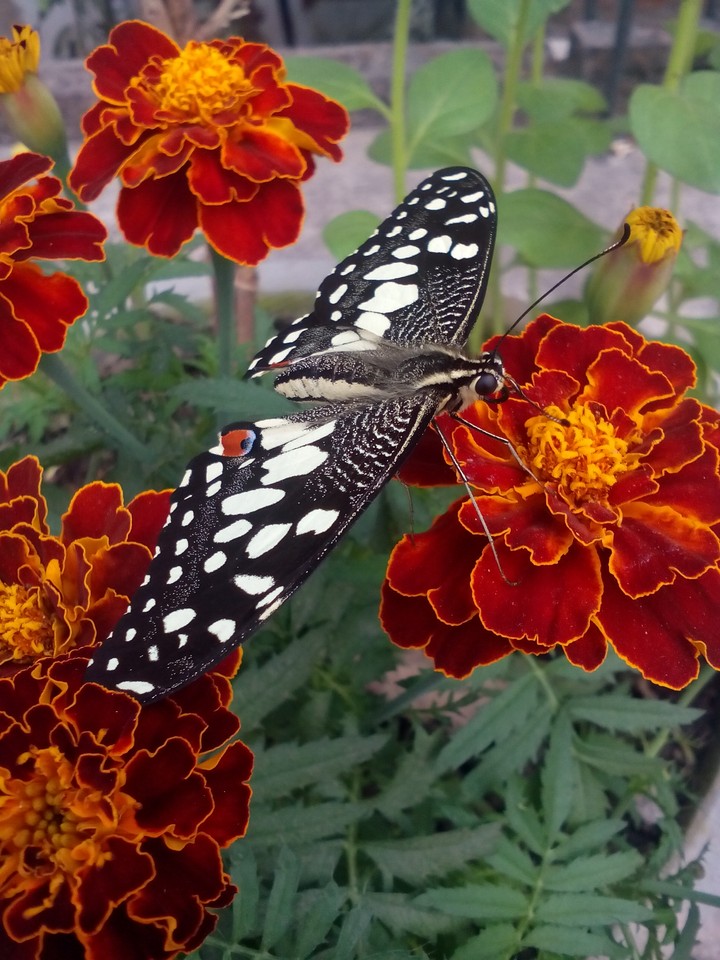 butter fly
