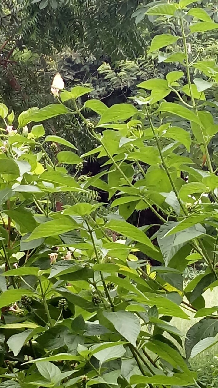 plant