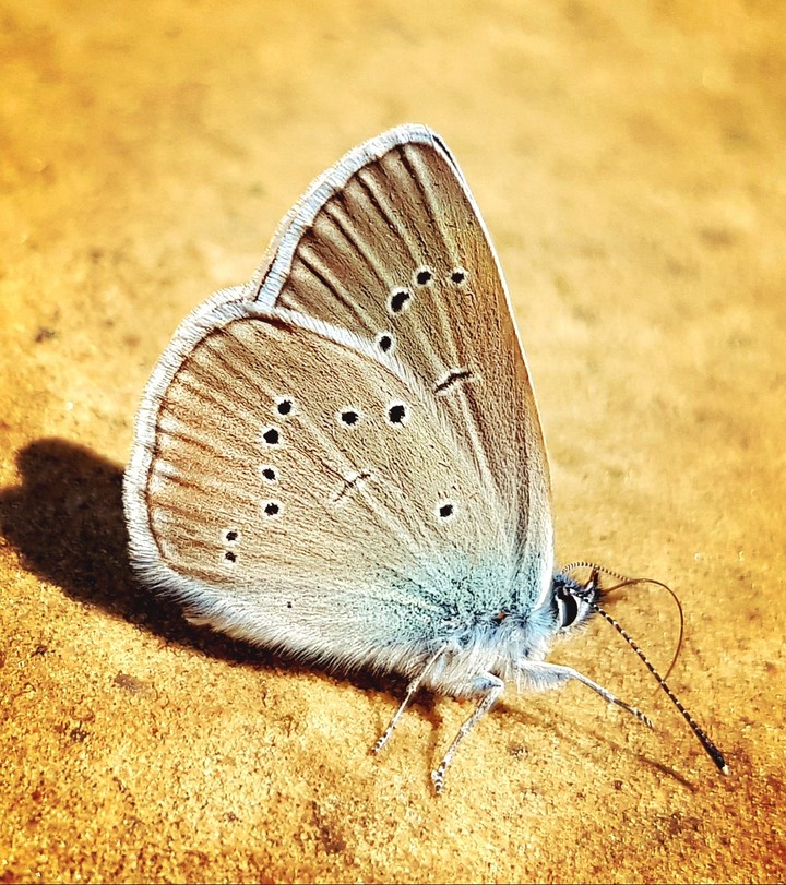 amazing   p20 Pro my Author