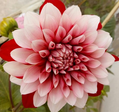 beautiful flower