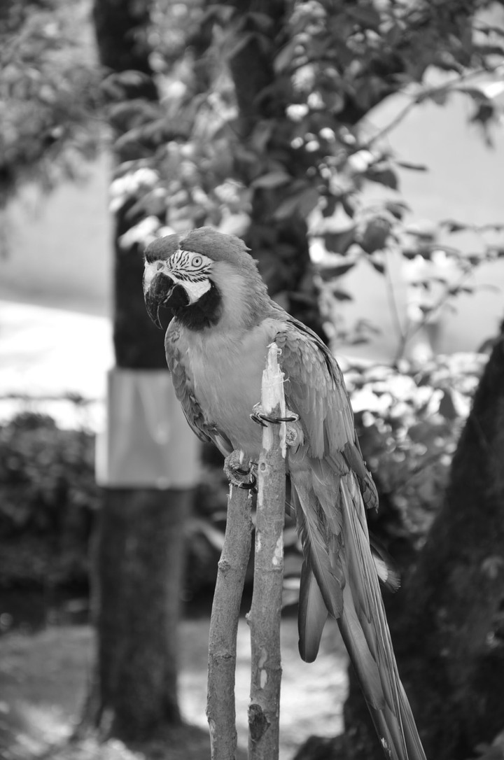Perroquet monochrome