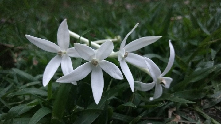 White flowers