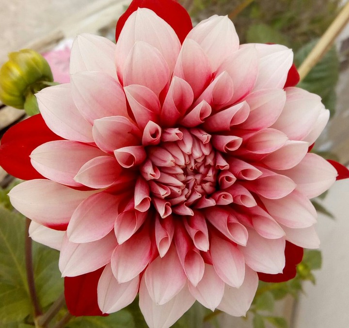 beautiful flower