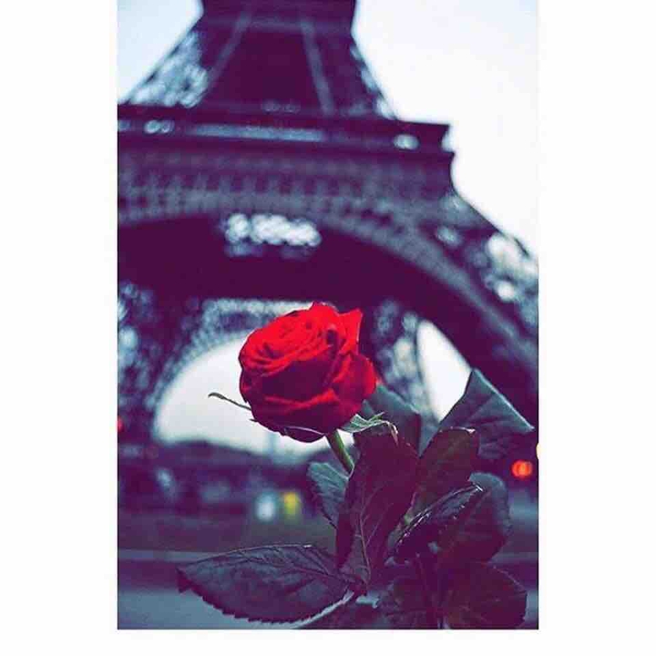 Rose & Eiffel