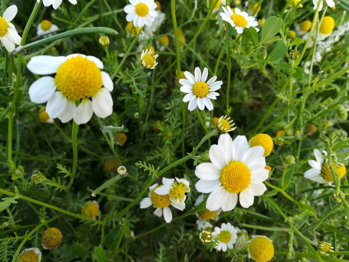 beautiful flower