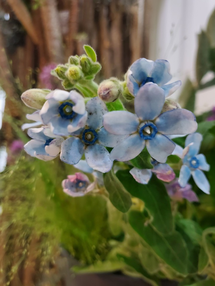 flowers, vintage