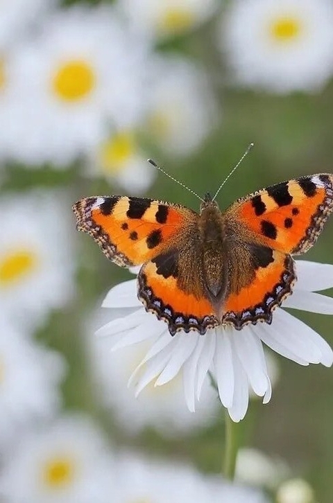 pollinator, flower वॉलपेपर