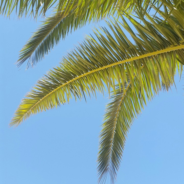palm&sky