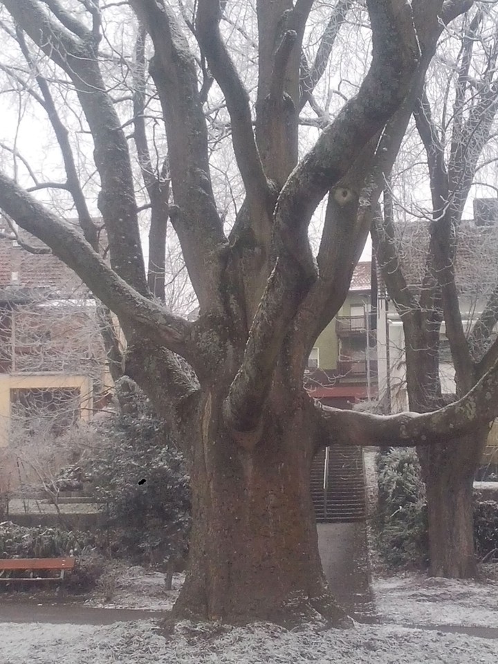 snow