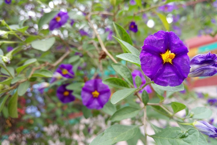 ROSAS MORADAS