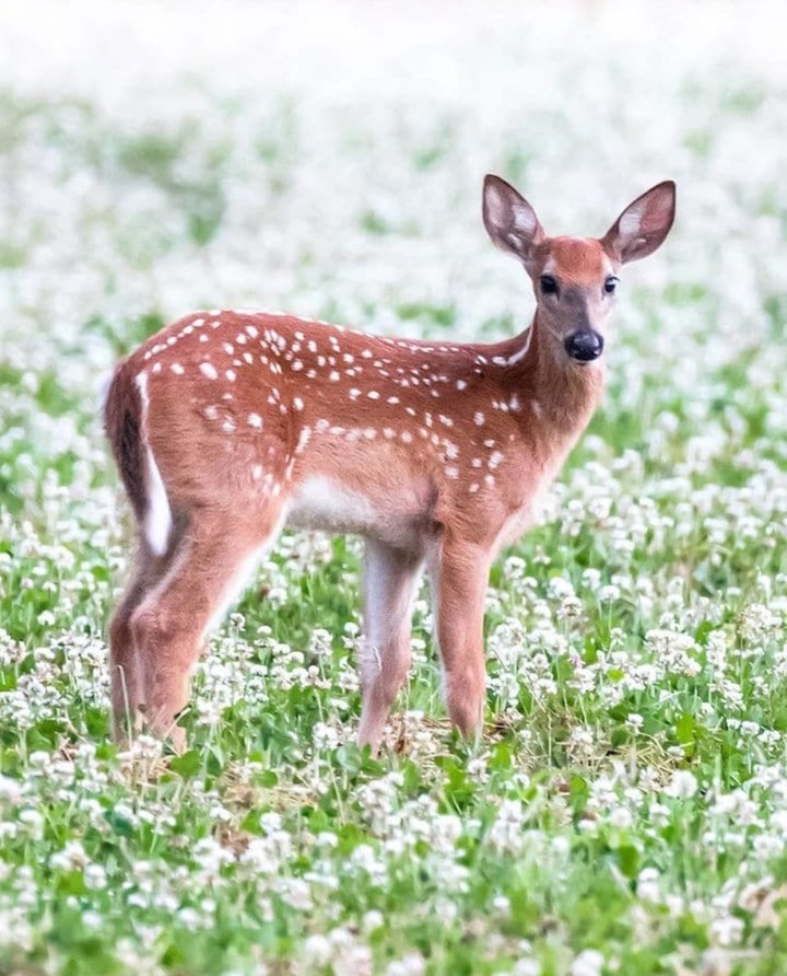 Deer ✌️✨❣️