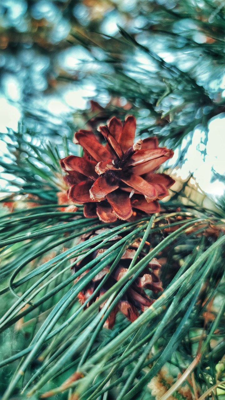 Spruce cones