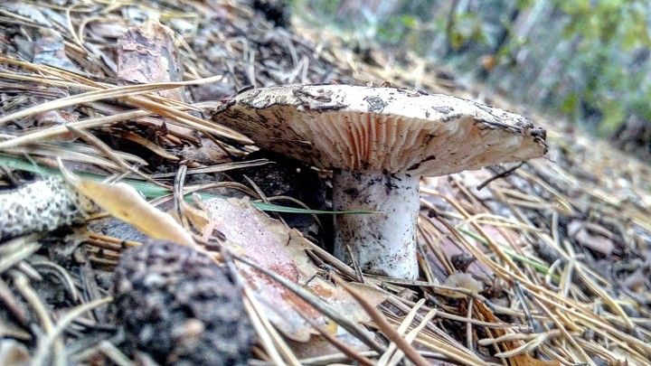 Found you, mushroom!)