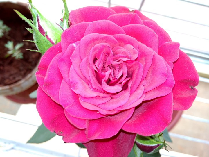 Pink Rose
