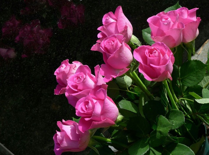 pink rose..
