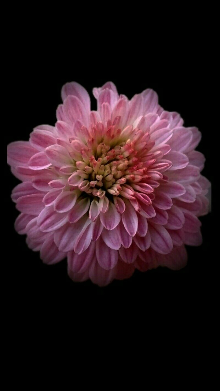 flower modified version