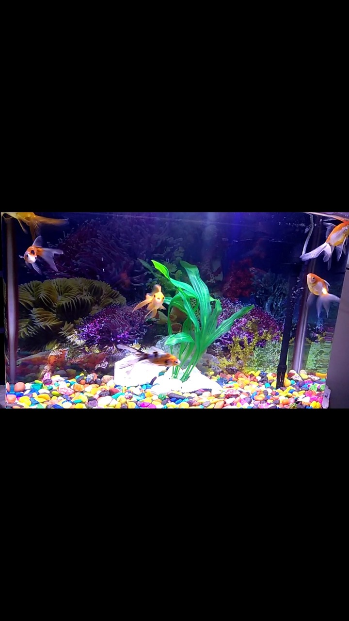 Gold Fish