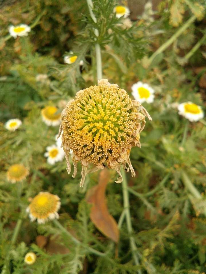 flower