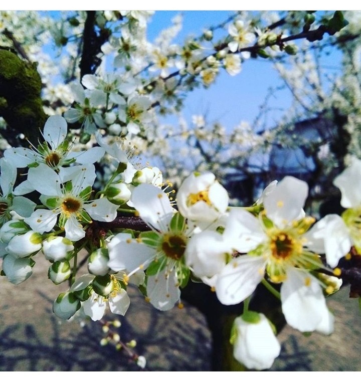 fiori