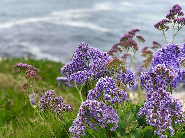 Flores en el Mar