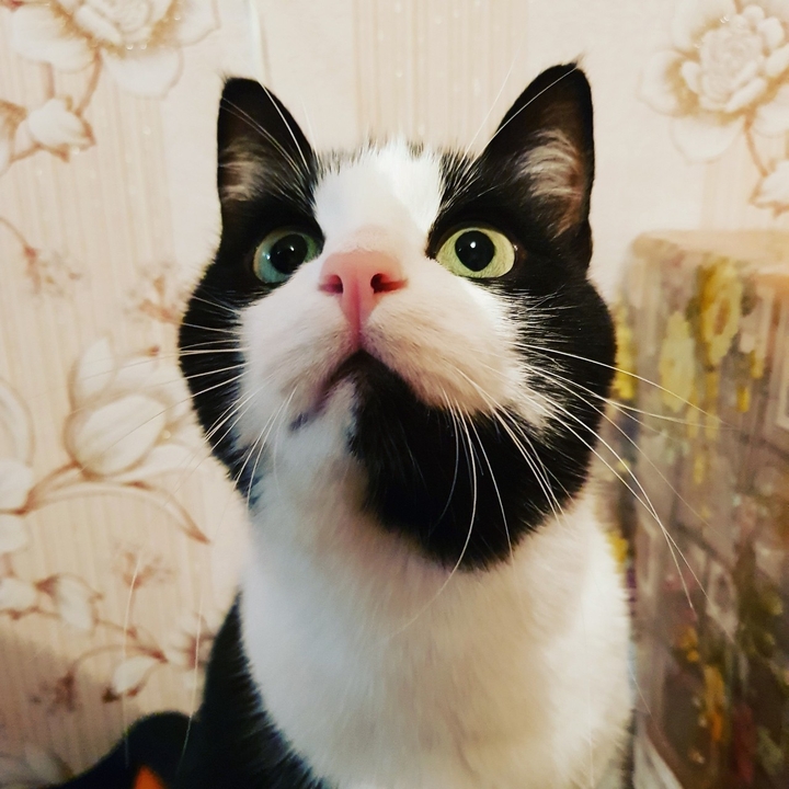 cute cat