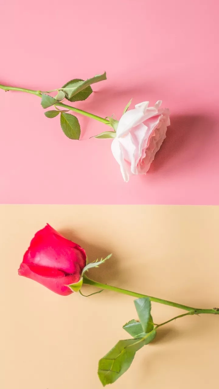 the rose