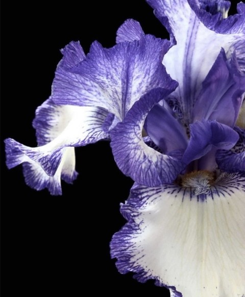 flower, purple wallpapers