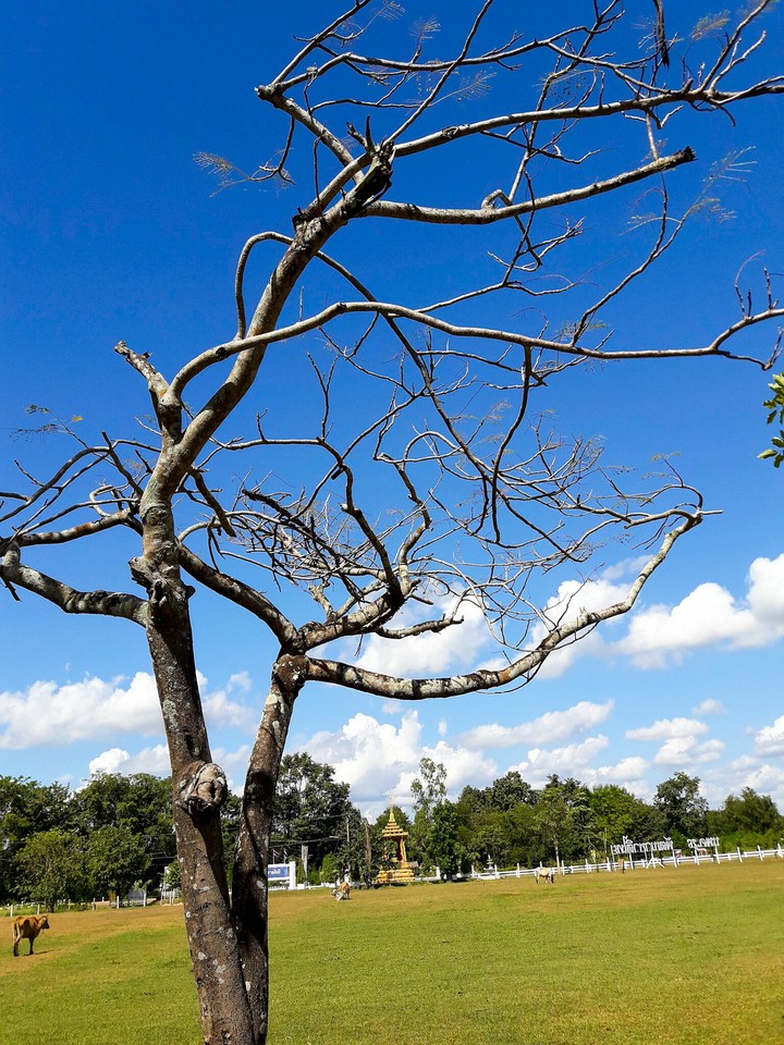 sky and tree