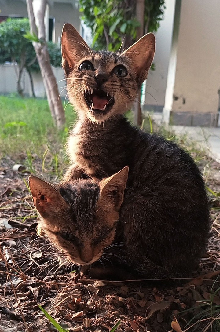 Angry cat.