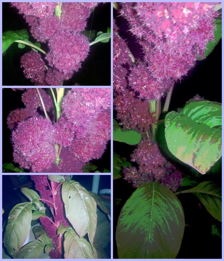 Big Plant