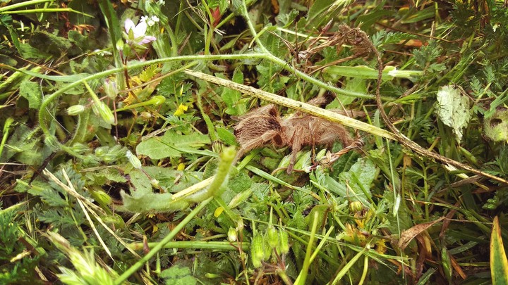 Araña pollito