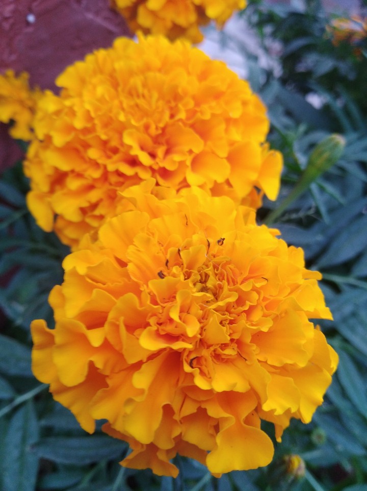 flor