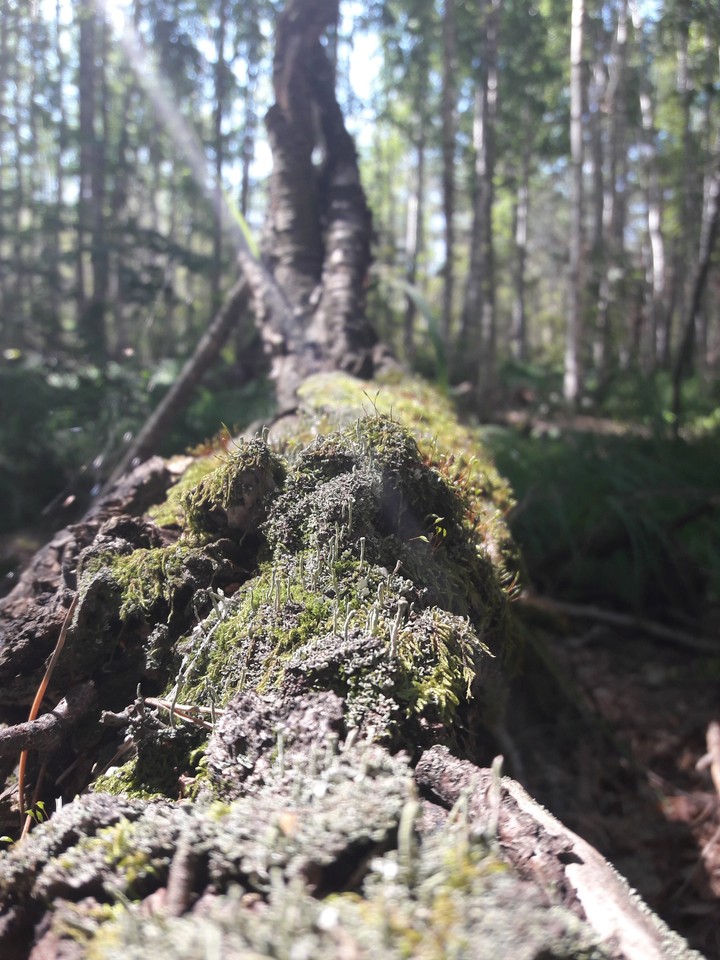 wood