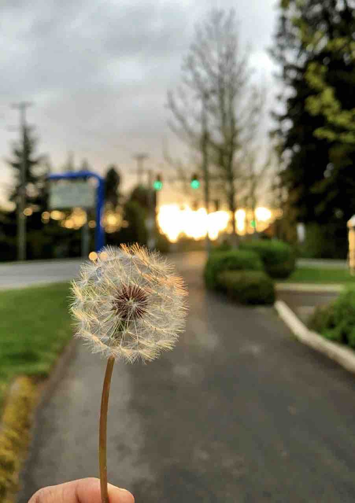 Golden hour blowball