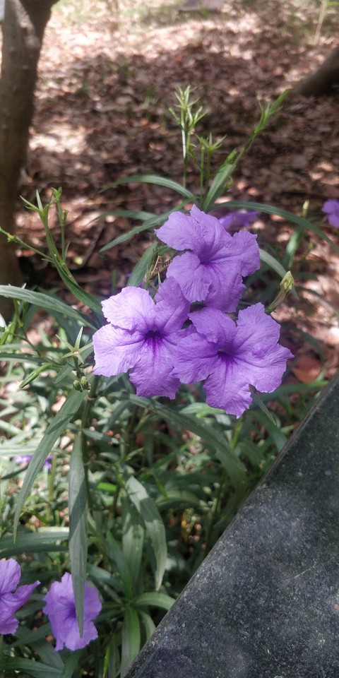 Ruellia simplex