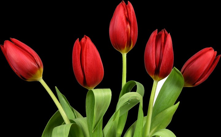 PNG Flowers