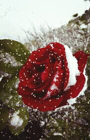 red roses